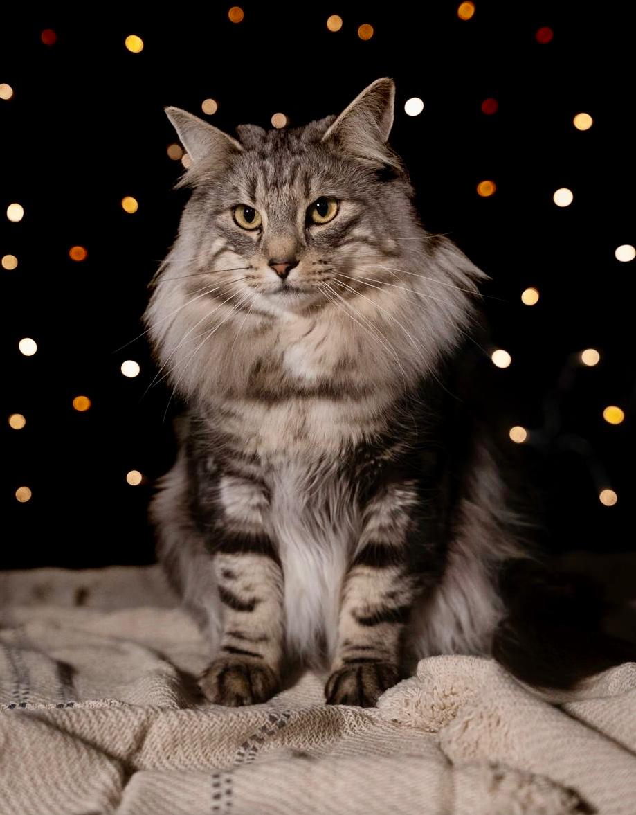 ICH. Mrs Ostara von den Haintrollen